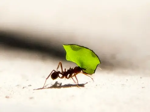ant bite carrying leaf